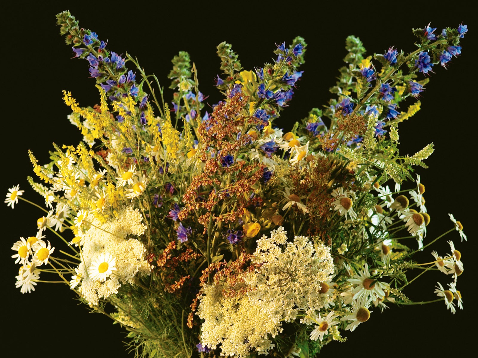 寬屏鮮花特寫 壁紙(六) #18 - 1600x1200