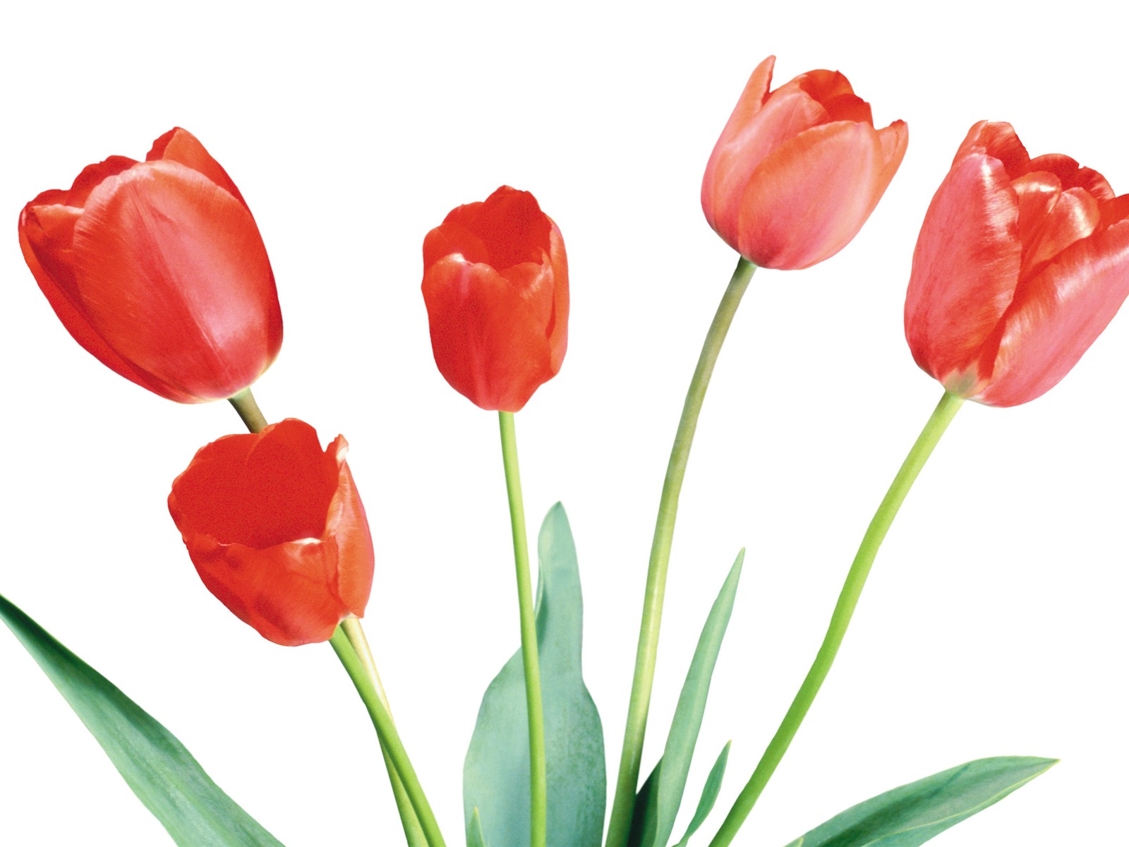 Large tulip wallpaper (4) #4 - 1600x1200