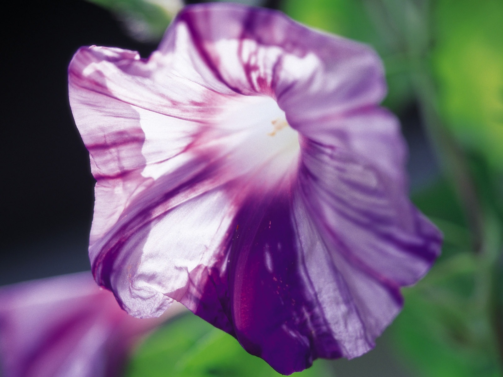 寬屏鮮花特寫 壁紙(七) #5 - 1600x1200