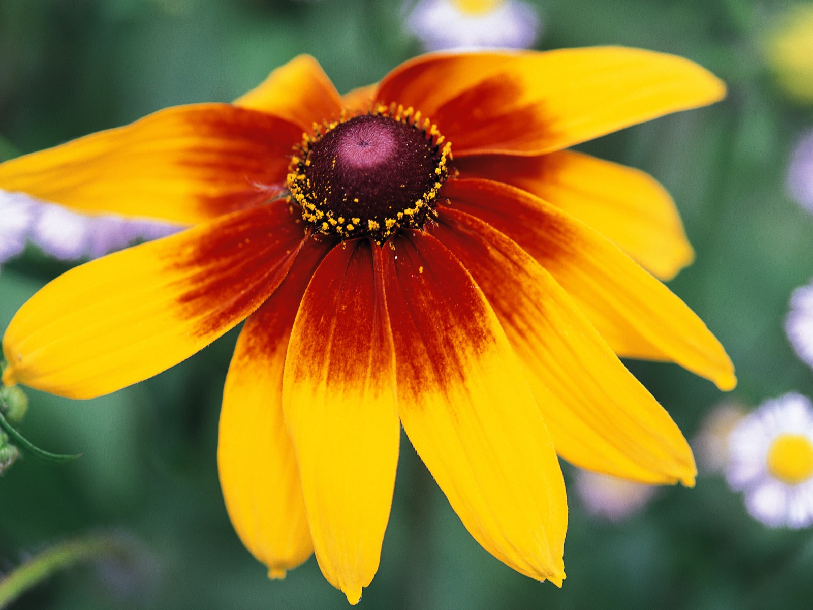 Widescreen wallpaper flowers close-up (8) #1 - 1600x1200