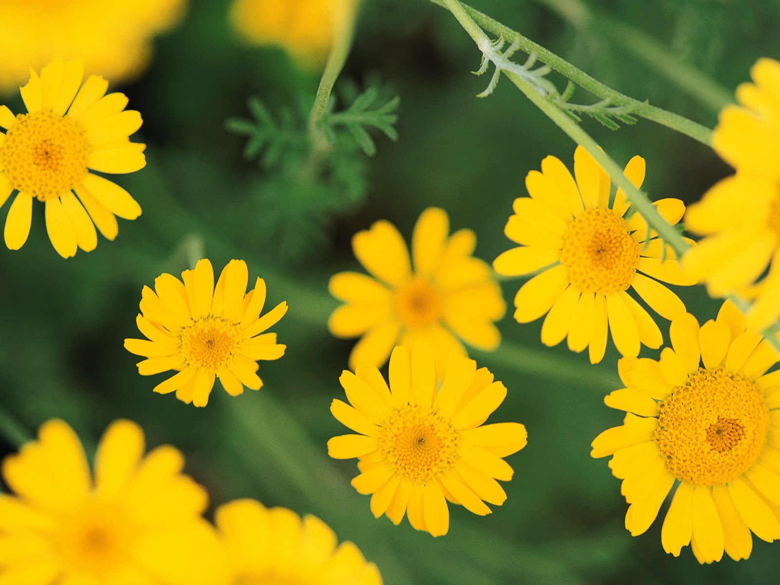Widescreen wallpaper flowers close-up (8) #11 - 1600x1200
