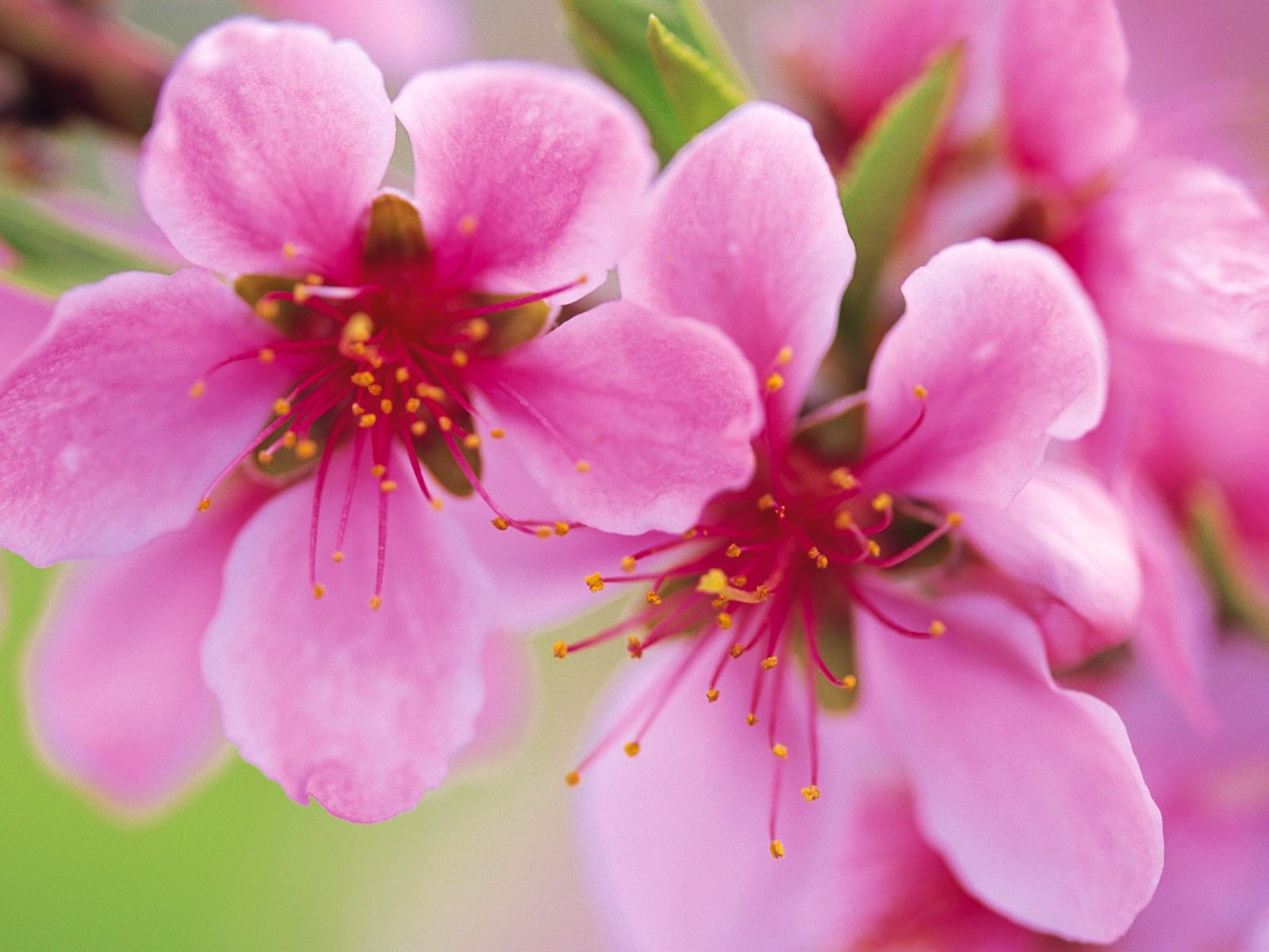 寬屏鮮花特寫 壁紙(九) #4 - 1600x1200