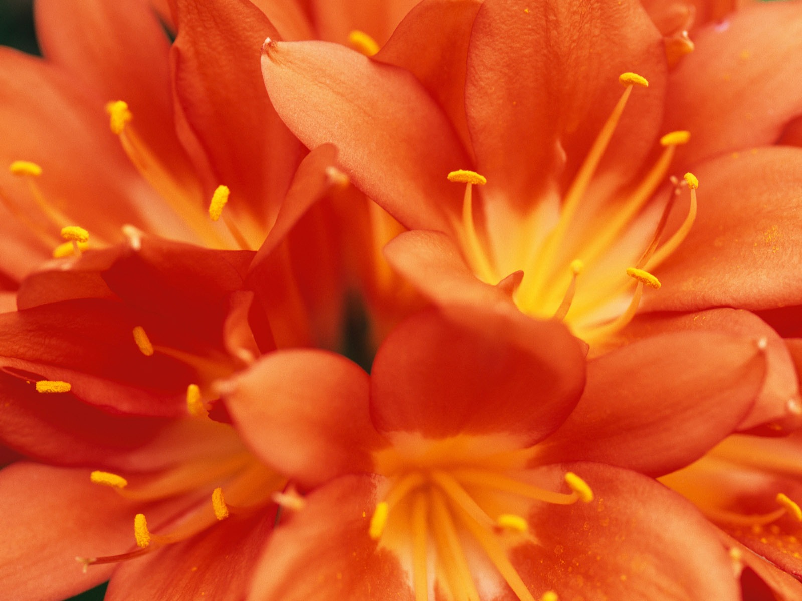 fleurs fond d'écran Widescreen close-up (9) #5 - 1600x1200