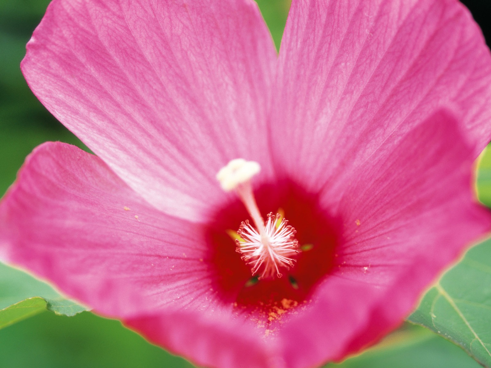 fleurs fond d'écran Widescreen close-up (10) #1 - 1600x1200