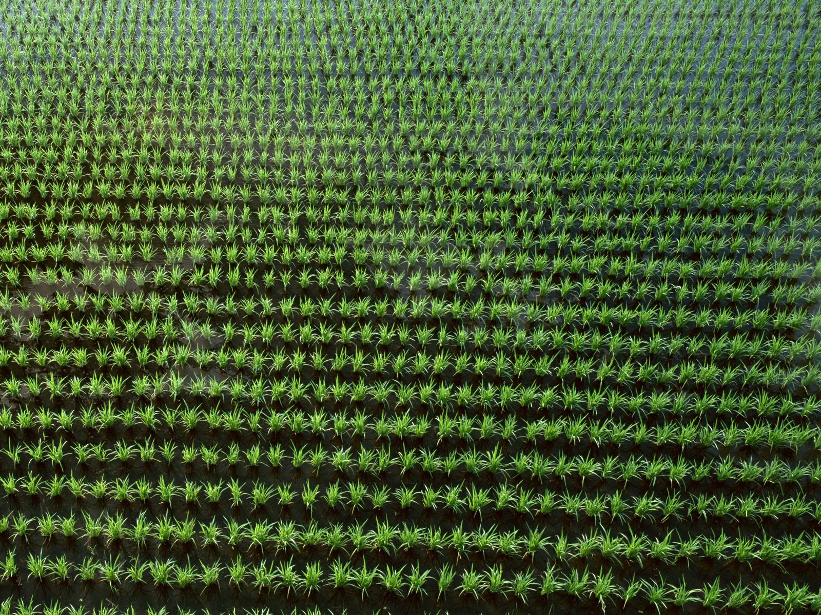 Field photo wallpaper #7 - 1600x1200