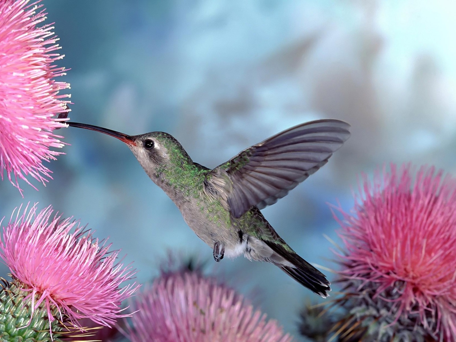Animal Widescreen Wallpapers Collection (8) #17 - 1600x1200