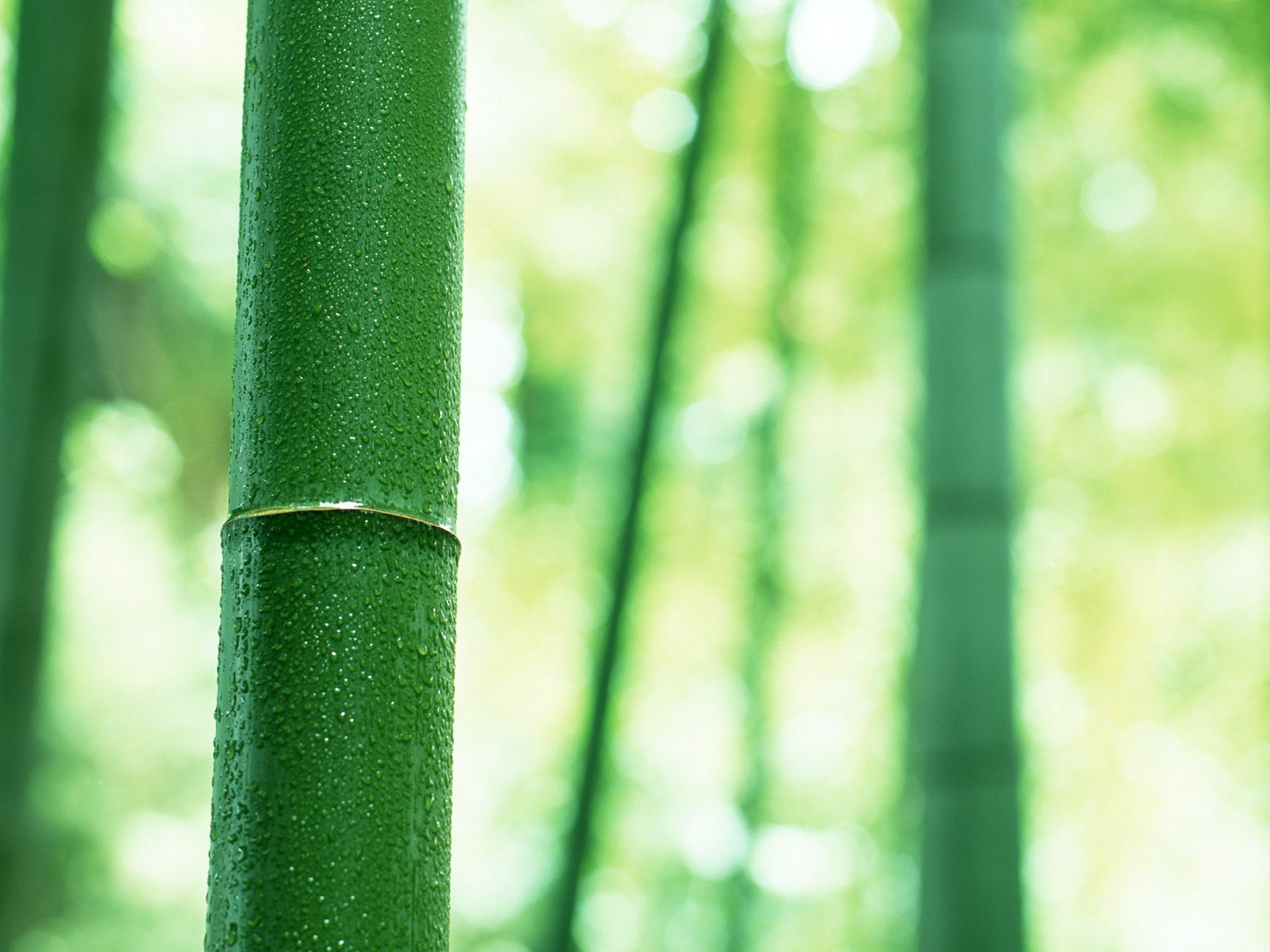 綠色竹林 壁紙專輯 #3 - 1600x1200