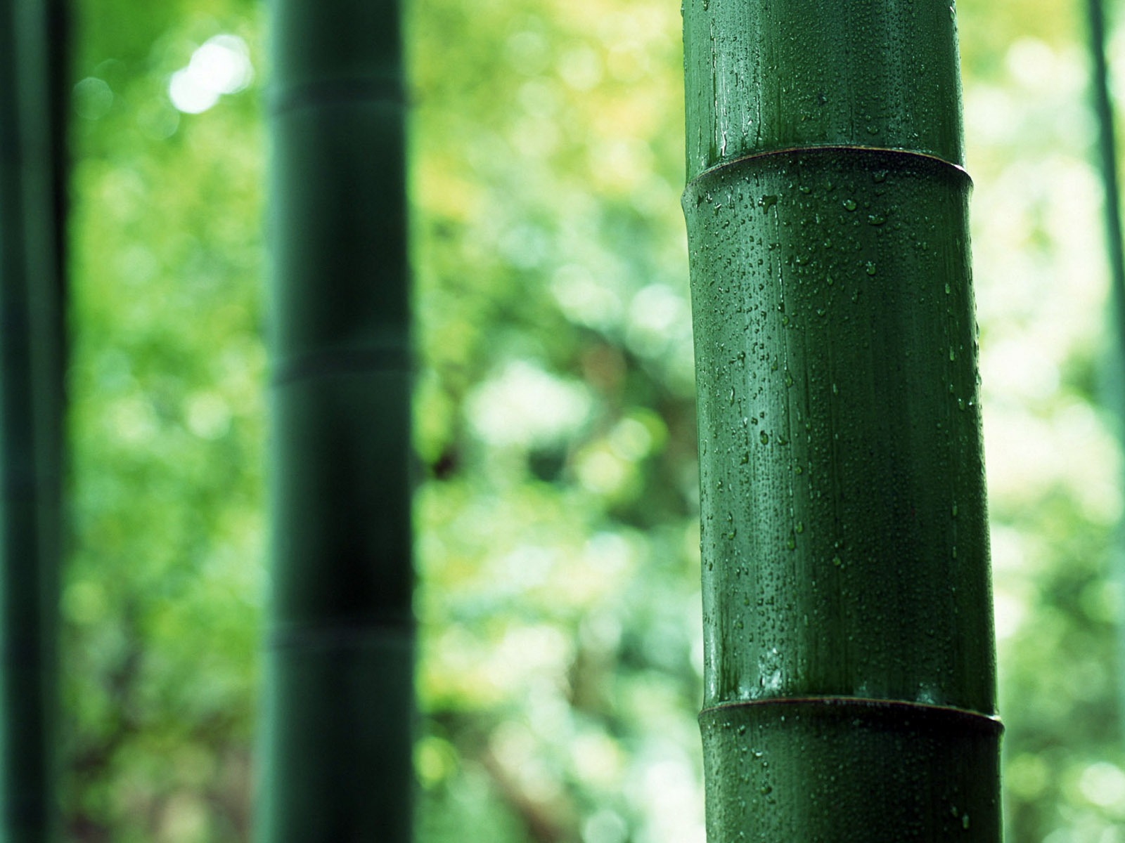 Green bamboo wallpaper albums #4 - 1600x1200