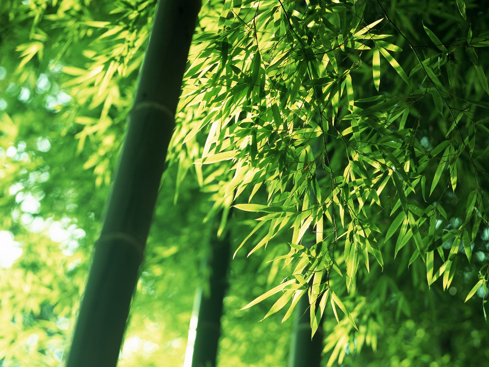 綠色竹林 壁紙專輯 #5 - 1600x1200
