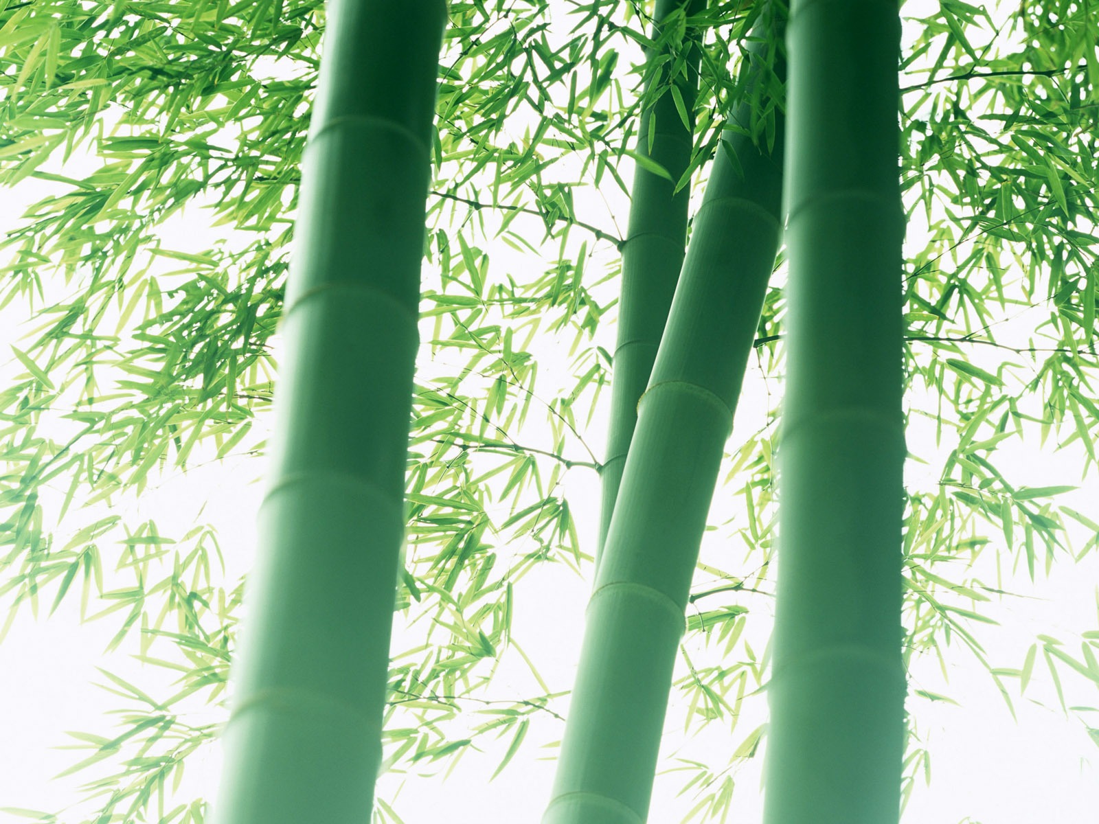 Green bamboo wallpaper albums #7 - 1600x1200