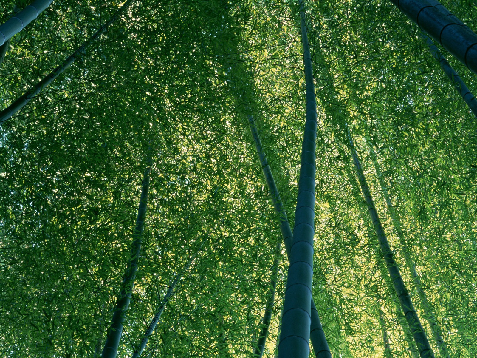 绿色竹林 壁纸专辑11 - 1600x1200