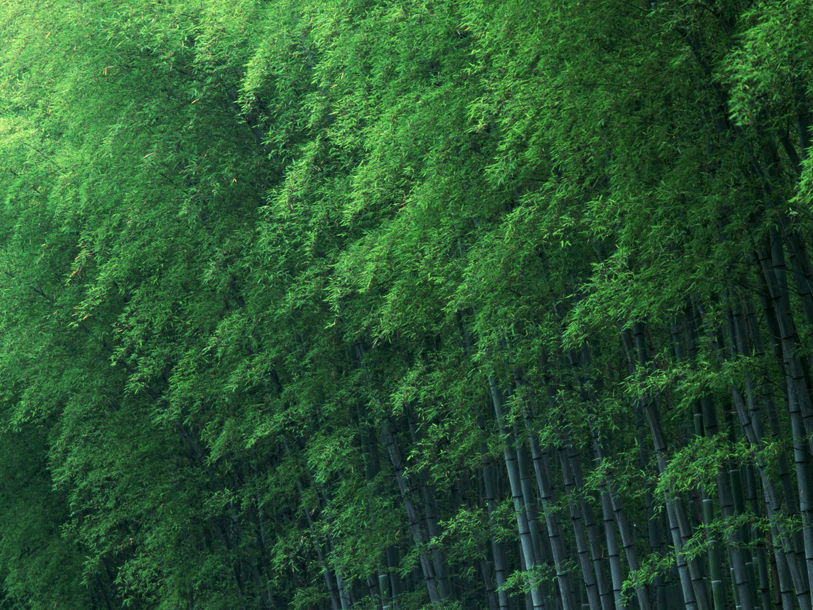 绿色竹林 壁纸专辑12 - 1600x1200