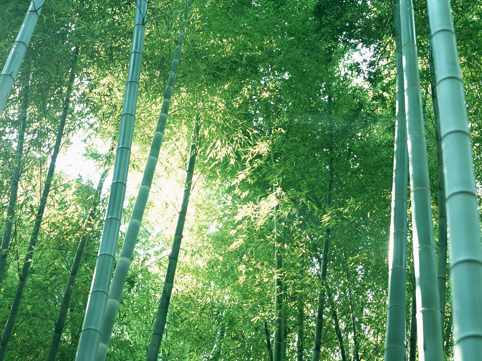 绿色竹林 壁纸专辑20 - 1600x1200