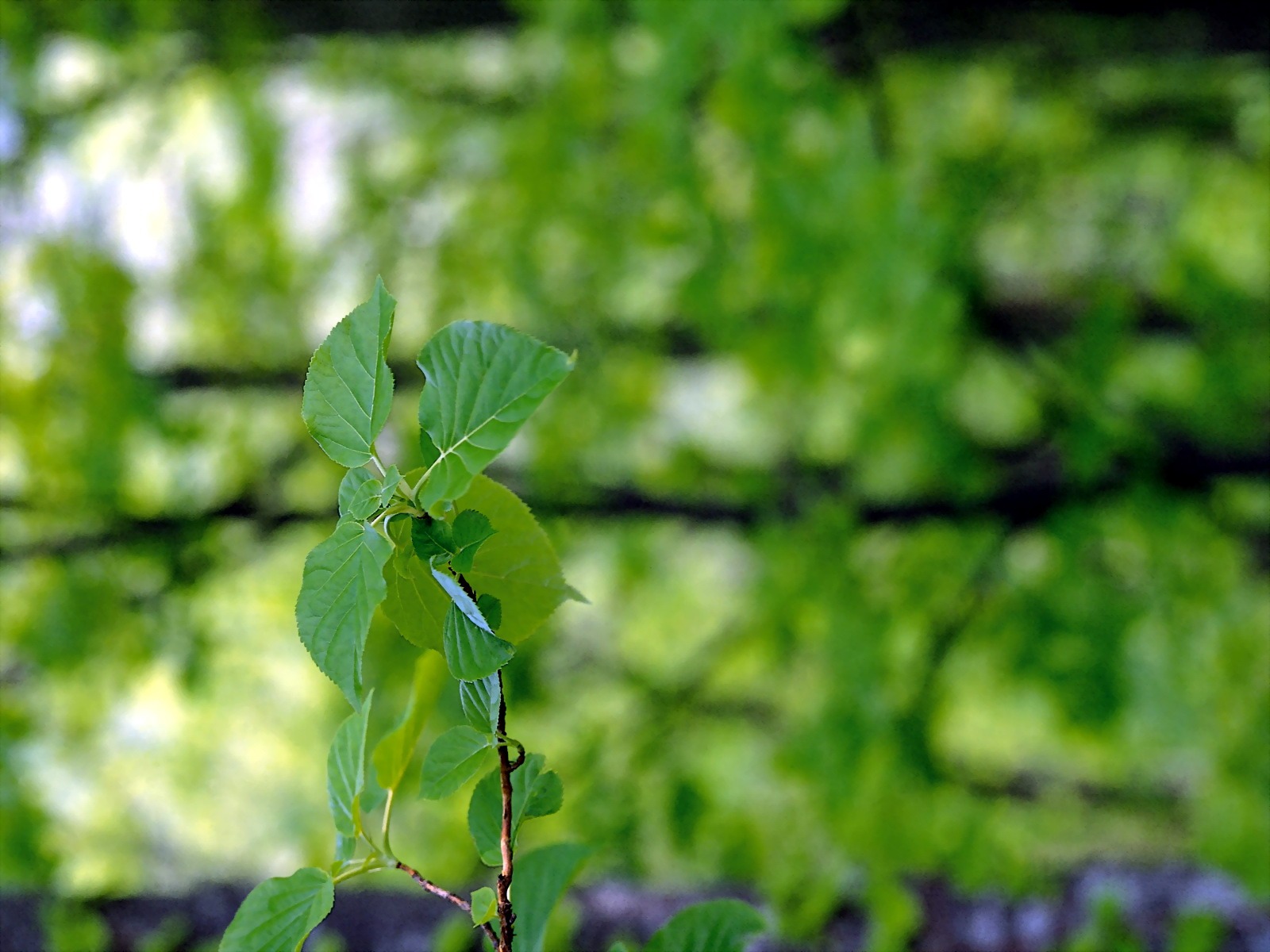 Green leaf photo wallpaper (1) #9 - 1600x1200