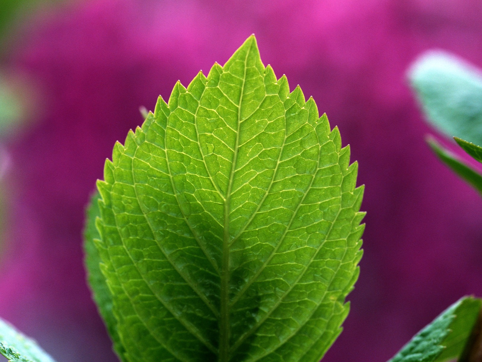 Green leaf photo wallpaper (1) #14 - 1600x1200