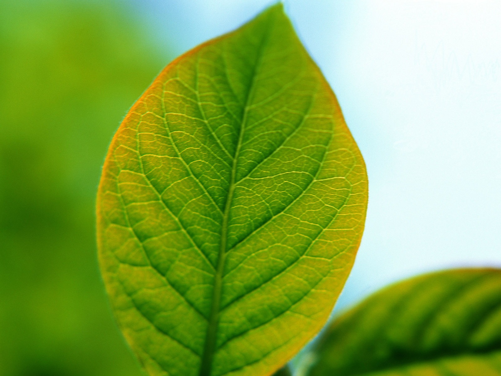 Green leaf photo wallpaper (1) #19 - 1600x1200