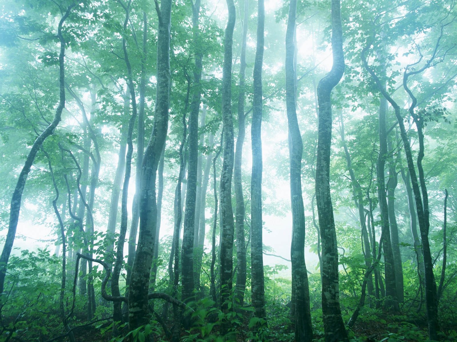 綠葉寫真 壁紙(二) #4 - 1600x1200