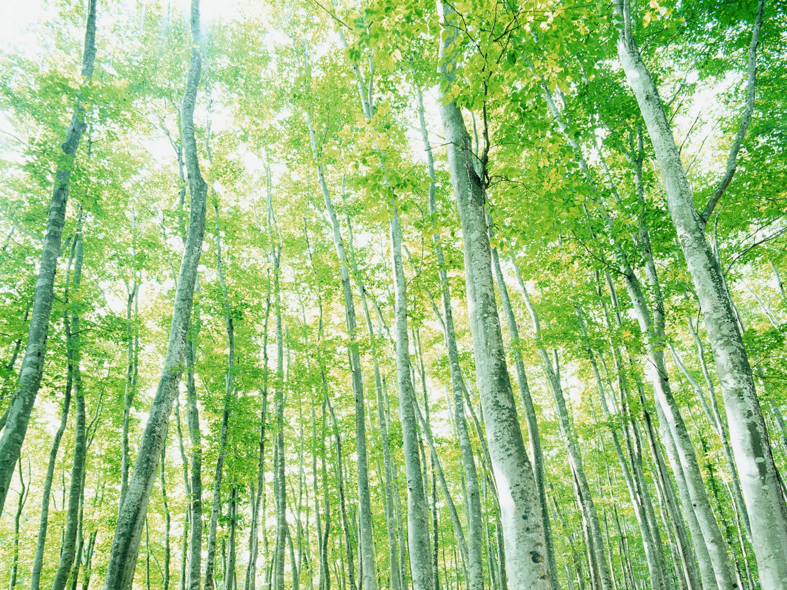 綠葉寫真 壁紙(二) #7 - 1600x1200
