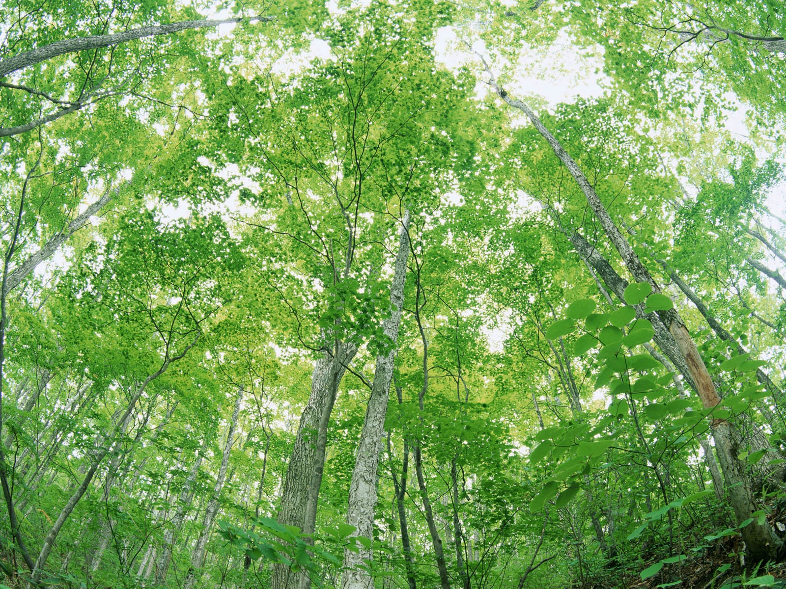 녹색 잎 사진 벽지 (2) #8 - 1600x1200