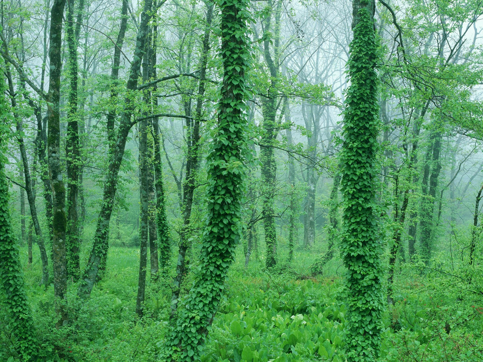 녹색 잎 사진 벽지 (2) #20 - 1600x1200