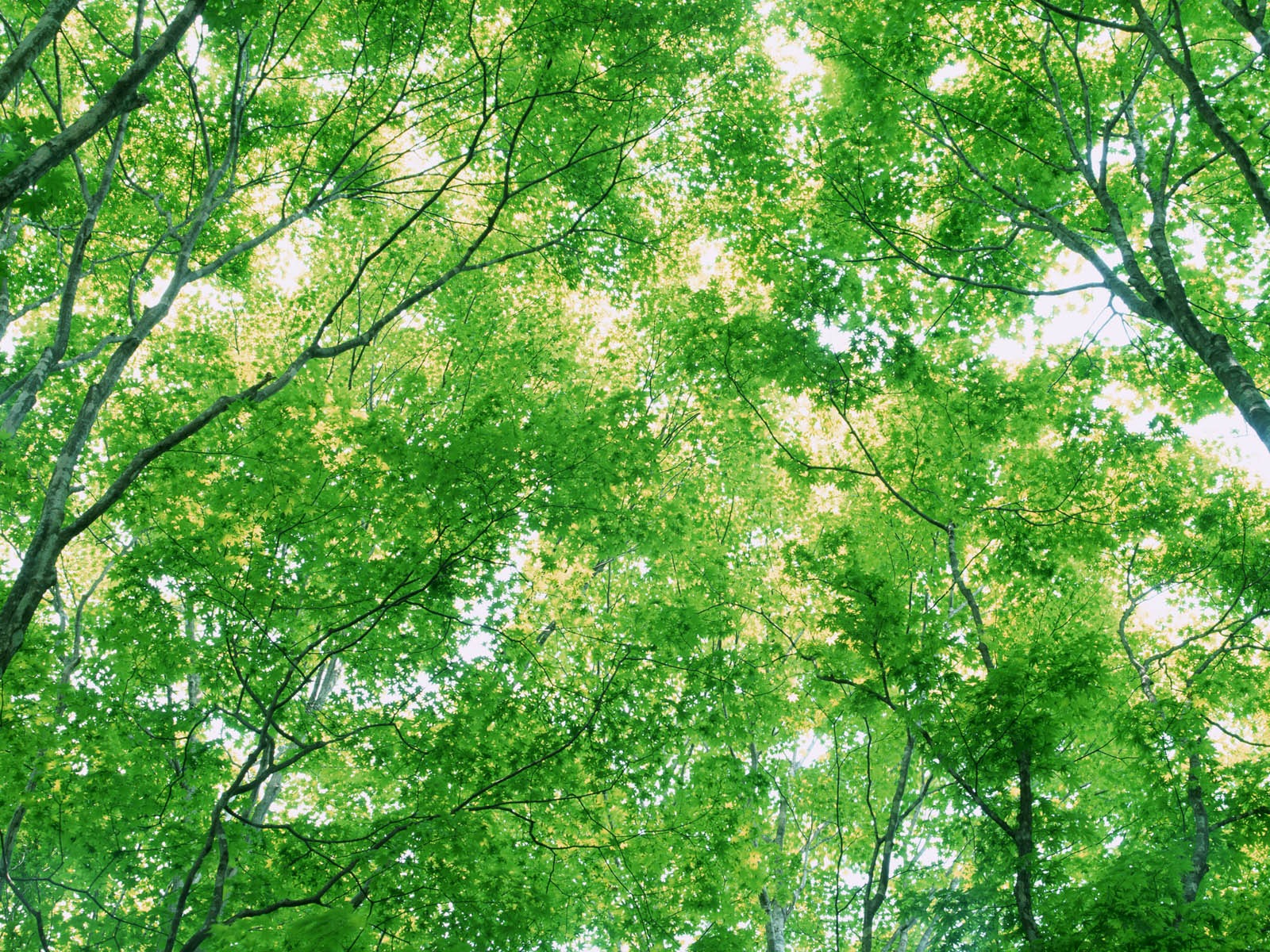 녹색 잎 사진 벽지 (3) #13 - 1600x1200