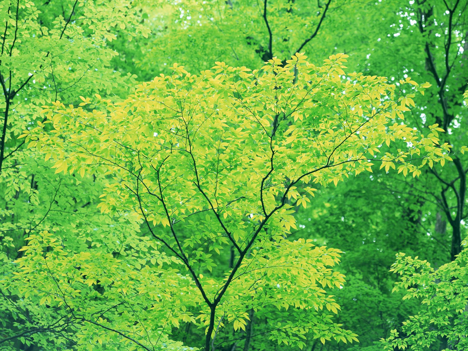 Green leaf photo wallpaper (3) #18 - 1600x1200