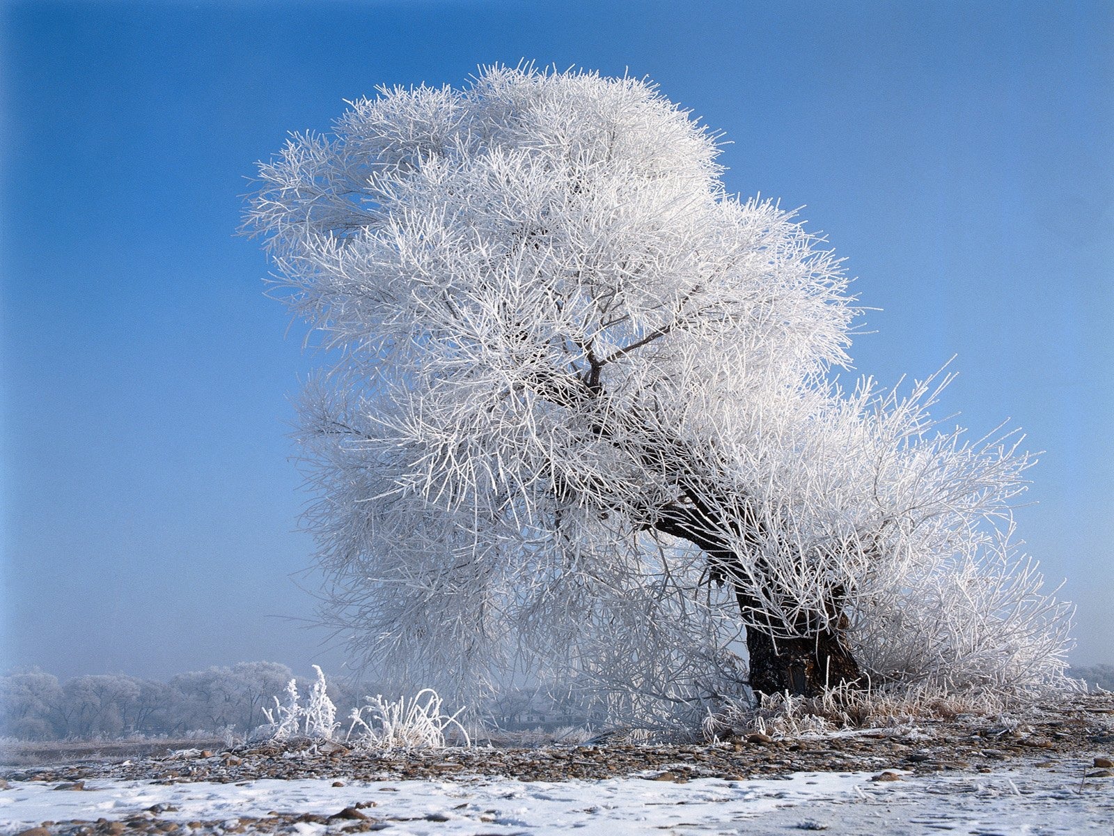 冬天雪景壁紙 #11 - 1600x1200