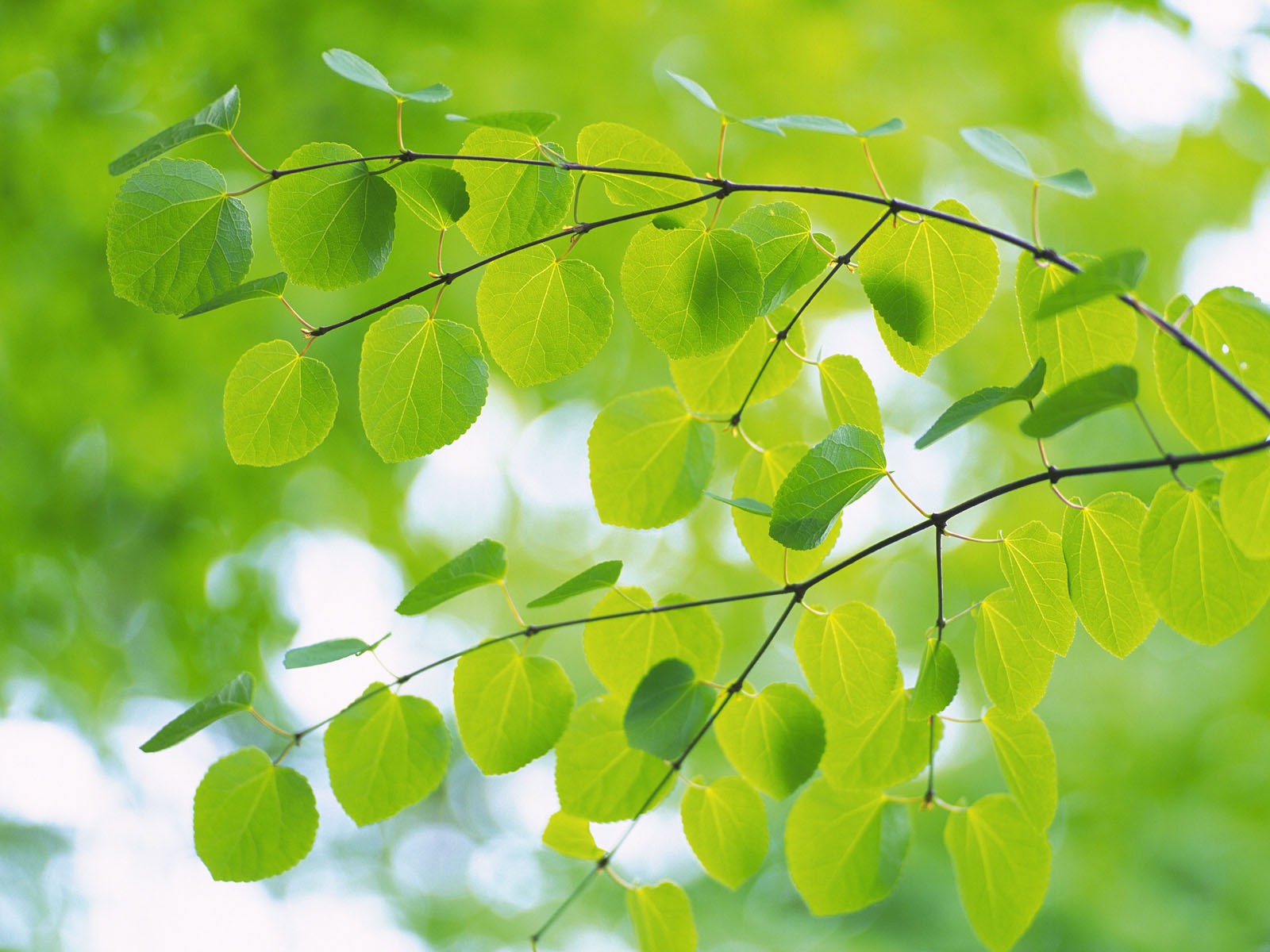 Green leaf photo wallpaper (4) #6 - 1600x1200