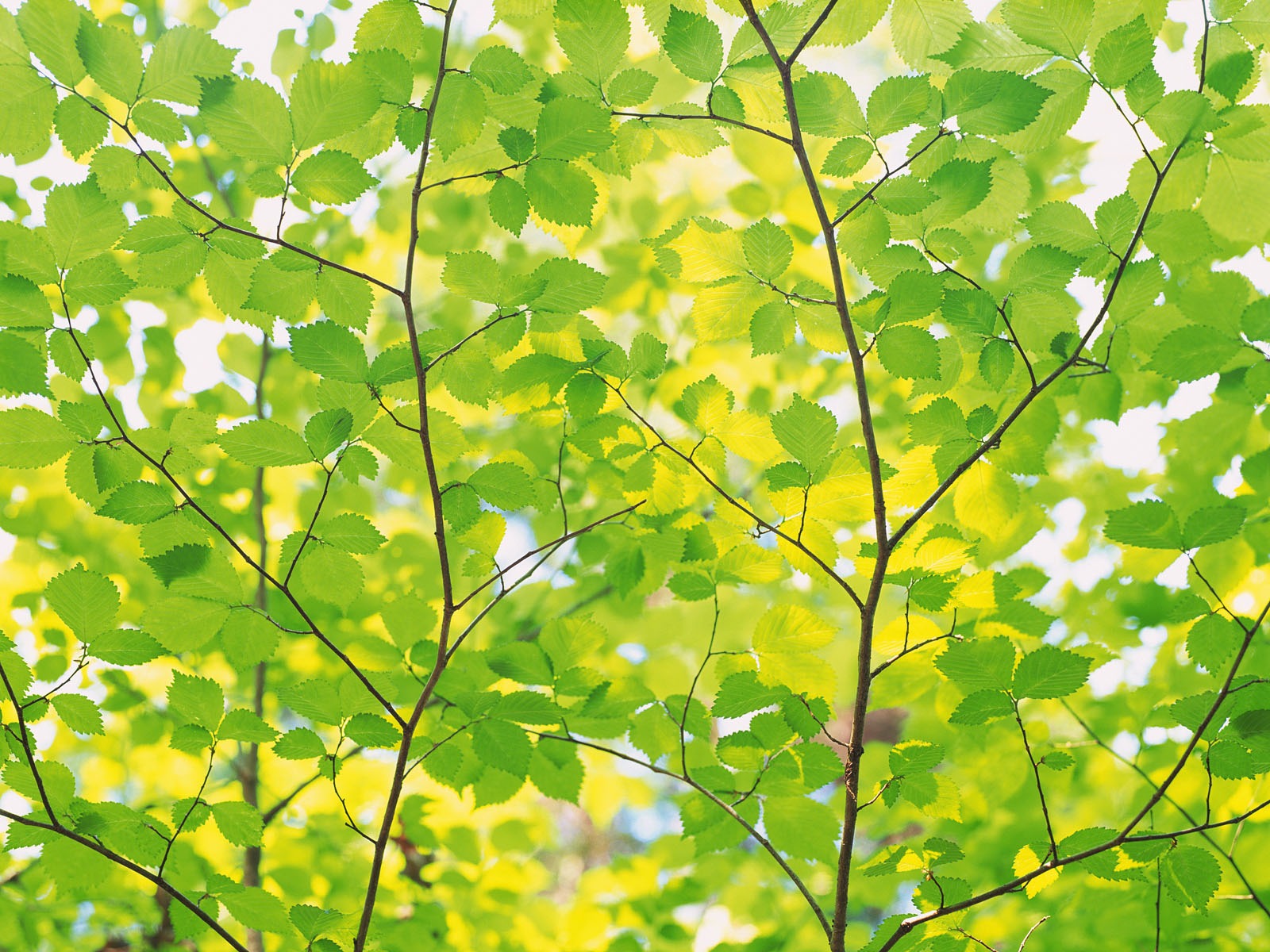 Green leaf photo wallpaper (4) #9 - 1600x1200