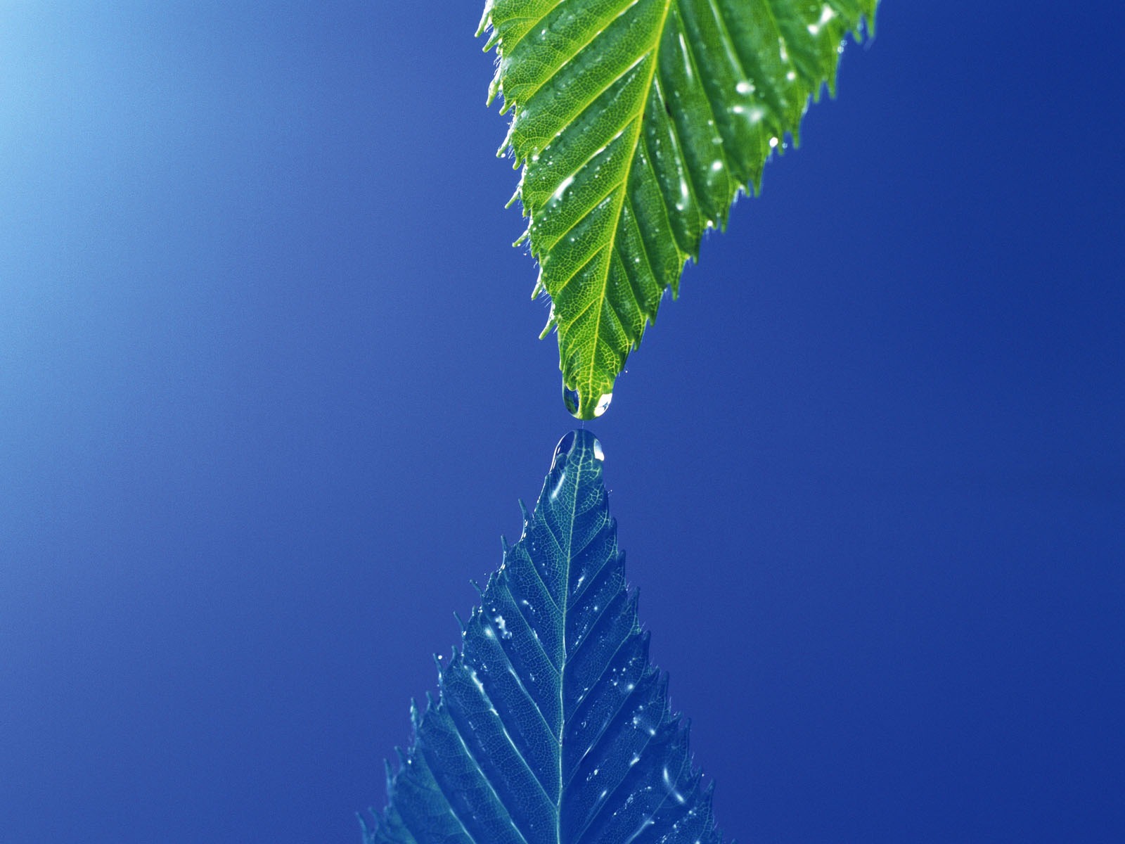 Green leaf photo wallpaper (4) #15 - 1600x1200