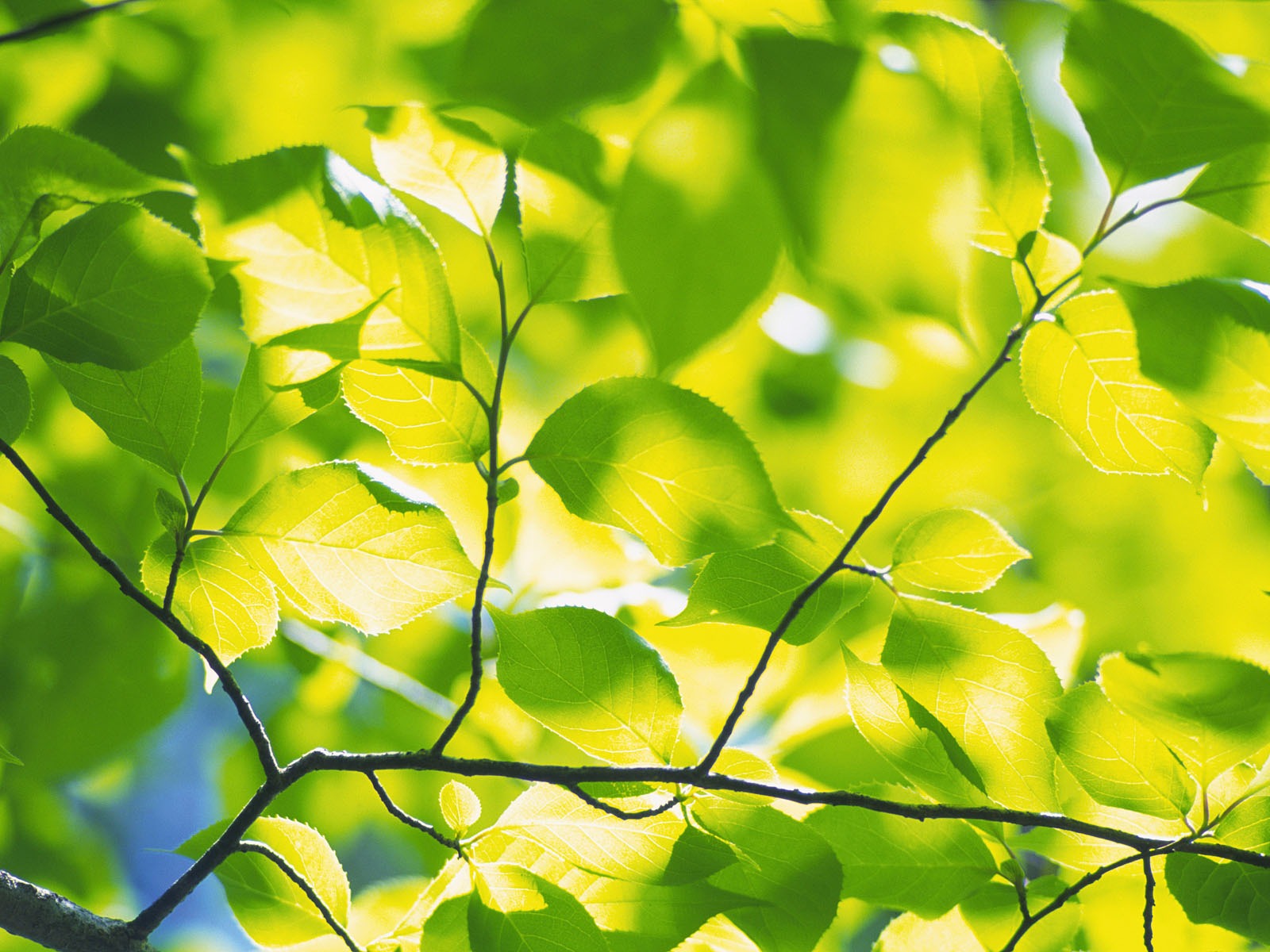 녹색 잎 사진 벽지 (5) #18 - 1600x1200