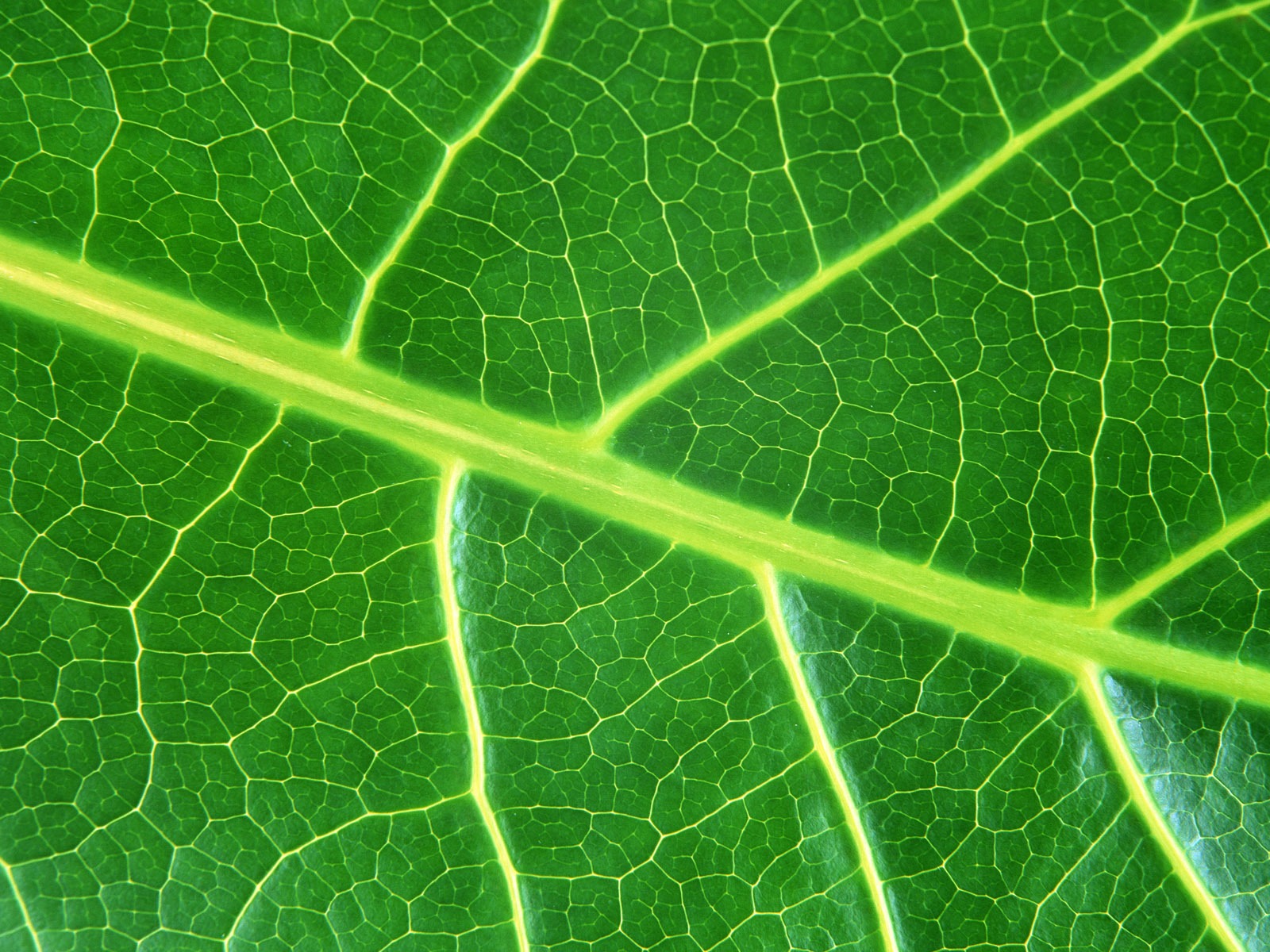 Green leaf photo wallpaper (6) #1 - 1600x1200