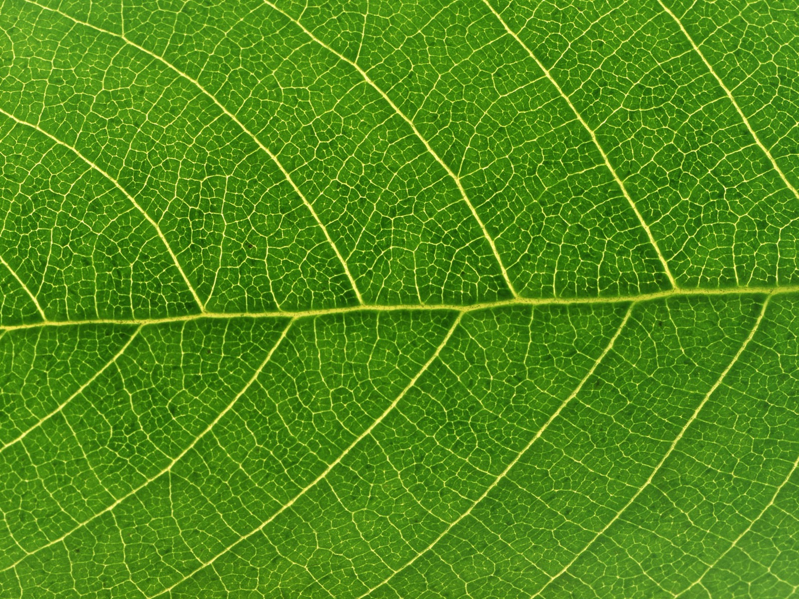 Fond d'écran vert photo feuille (6) #4 - 1600x1200