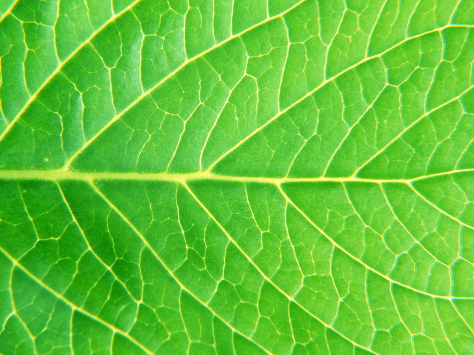 Green leaf photo wallpaper (6) #5 - 1600x1200