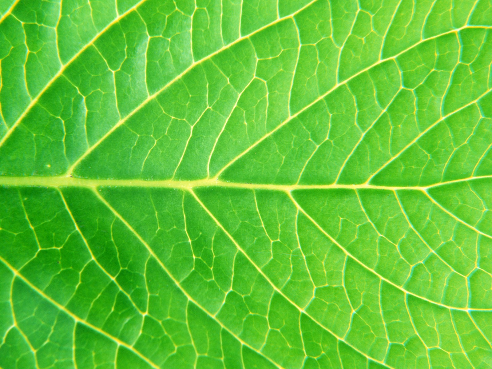 Fondos de escritorio de hoja verde de fotos (6) #5 - 1600x1200