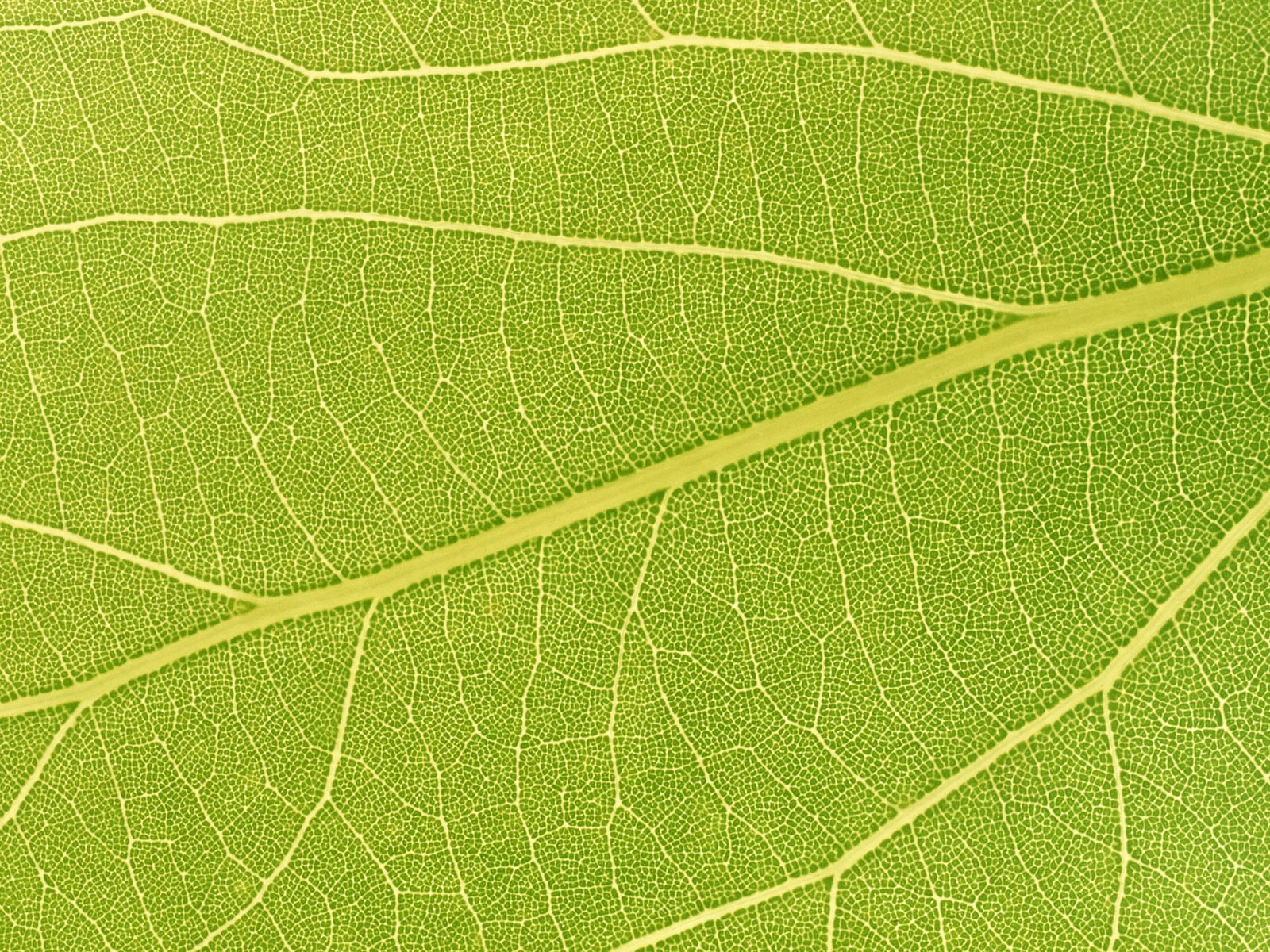 Green leaf photo wallpaper (6) #9 - 1600x1200