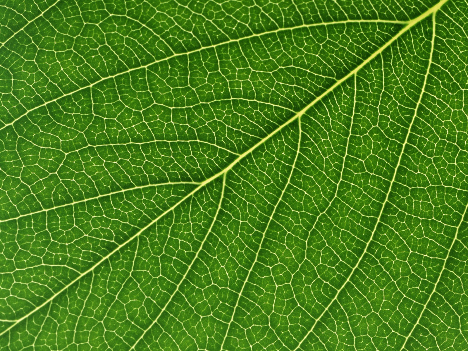 Green leaf photo wallpaper (6) #12 - 1600x1200