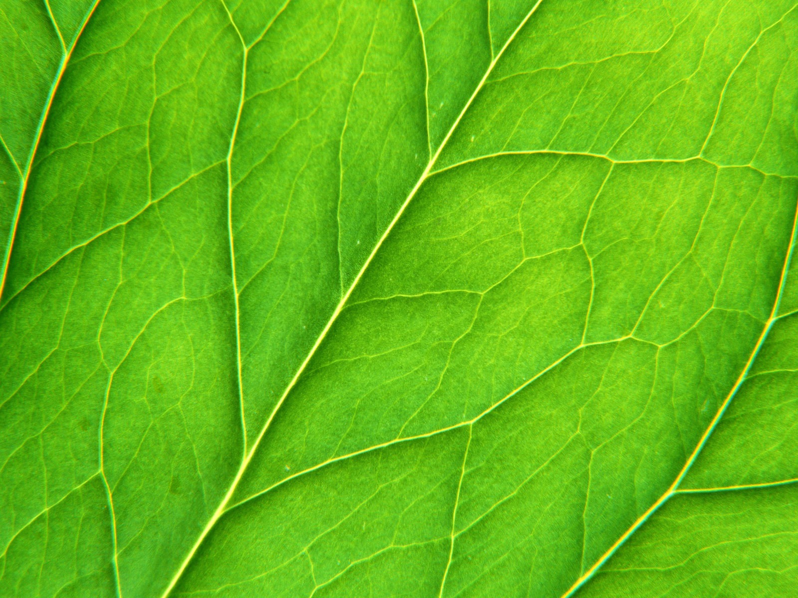 Green leaf photo wallpaper (6) #20 - 1600x1200