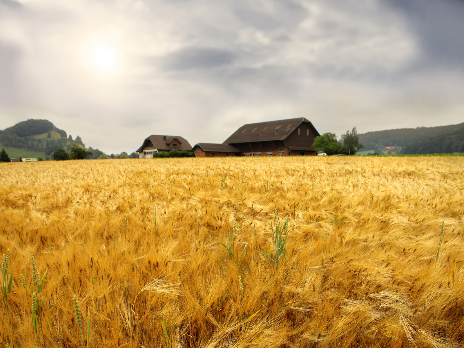 Wheat wallpaper (1) #7 - 1600x1200