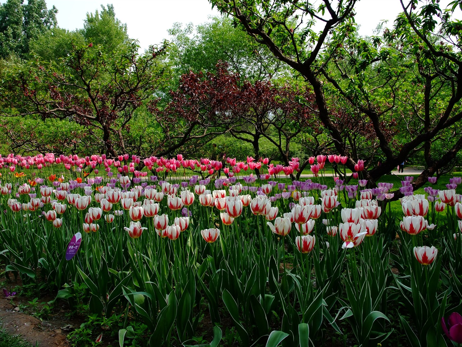 初夏的香山植物園 (螺紋鋼作品) #4 - 1600x1200