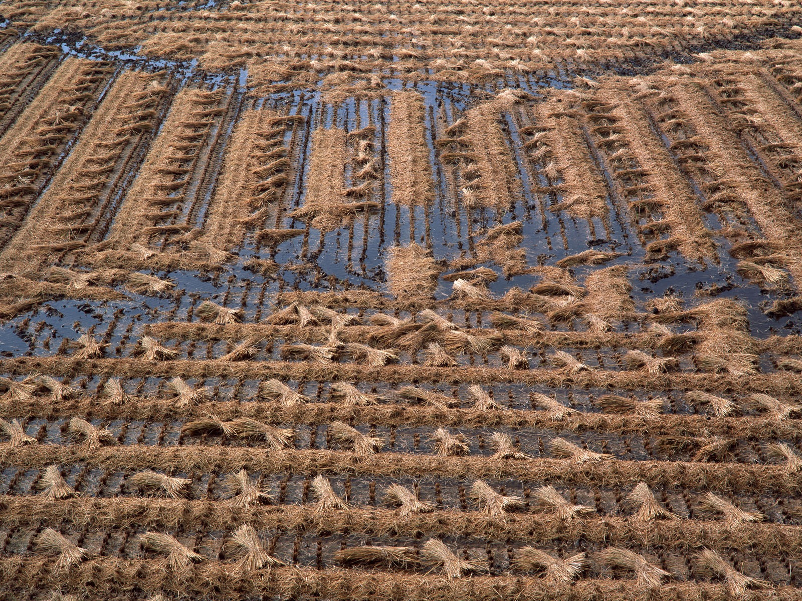 田野麥浪 壁紙(二) #5 - 1600x1200