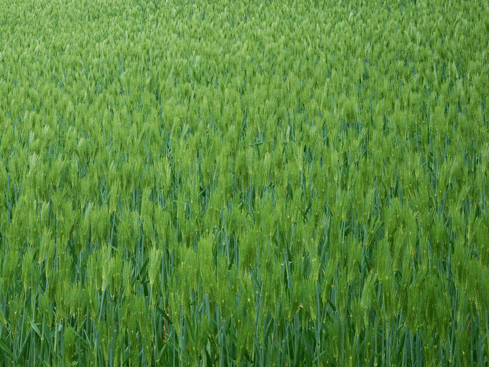Le fond d'écran champ de blé (2) #7 - 1600x1200