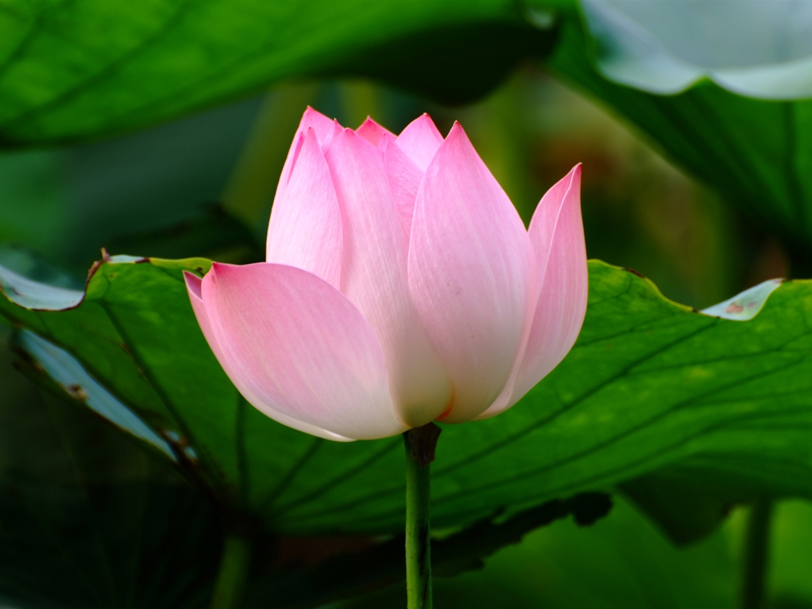 月季園中的蓮花 (螺紋鋼作品) #5 - 1600x1200