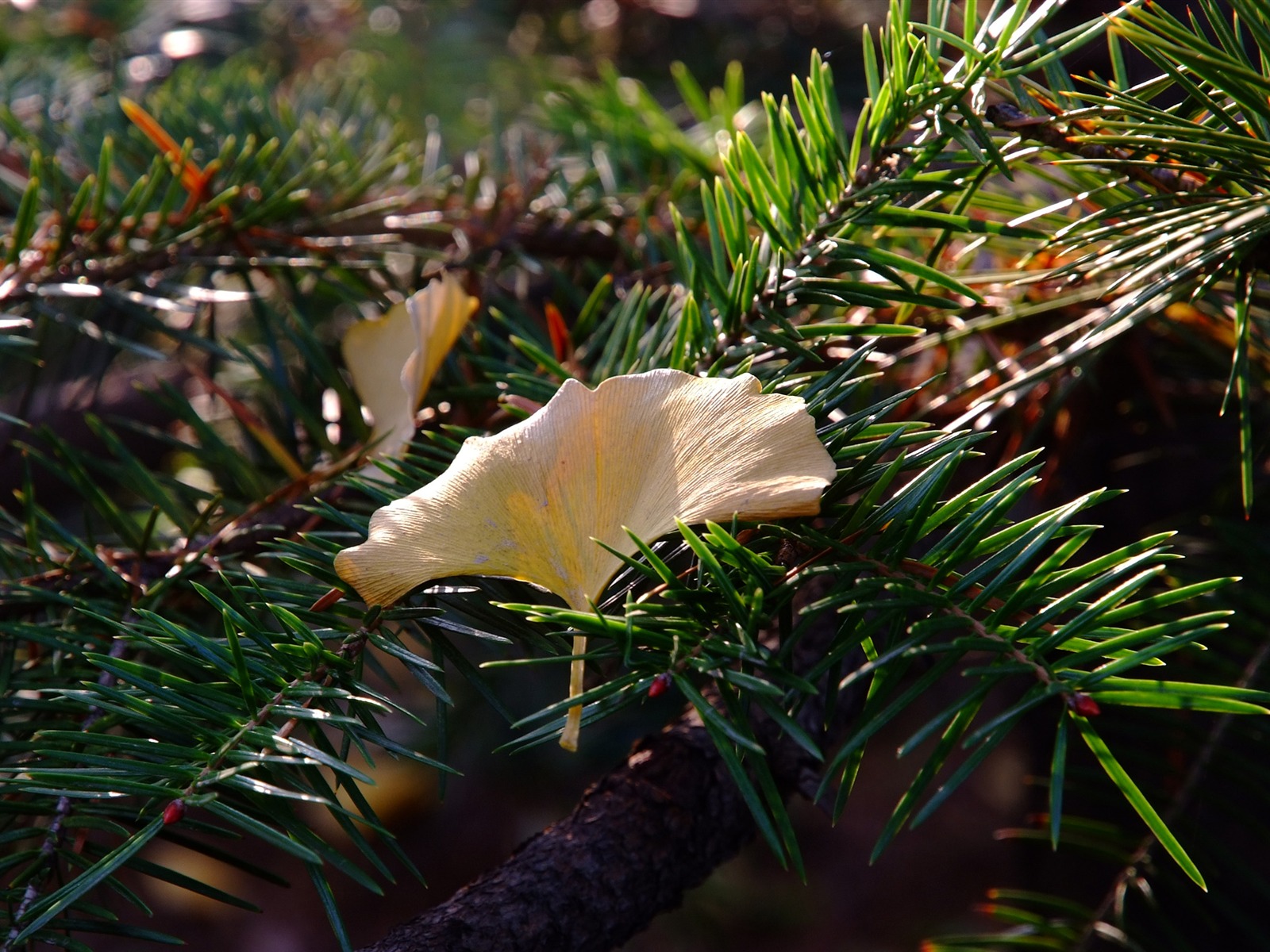 秋日的香山植物園 (螺紋鋼作品) #4 - 1600x1200