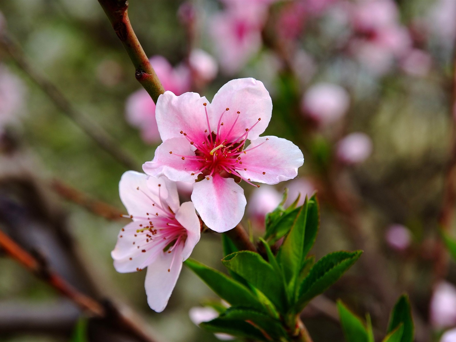 花卉動物微距 (螺紋鋼作品) #5 - 1600x1200