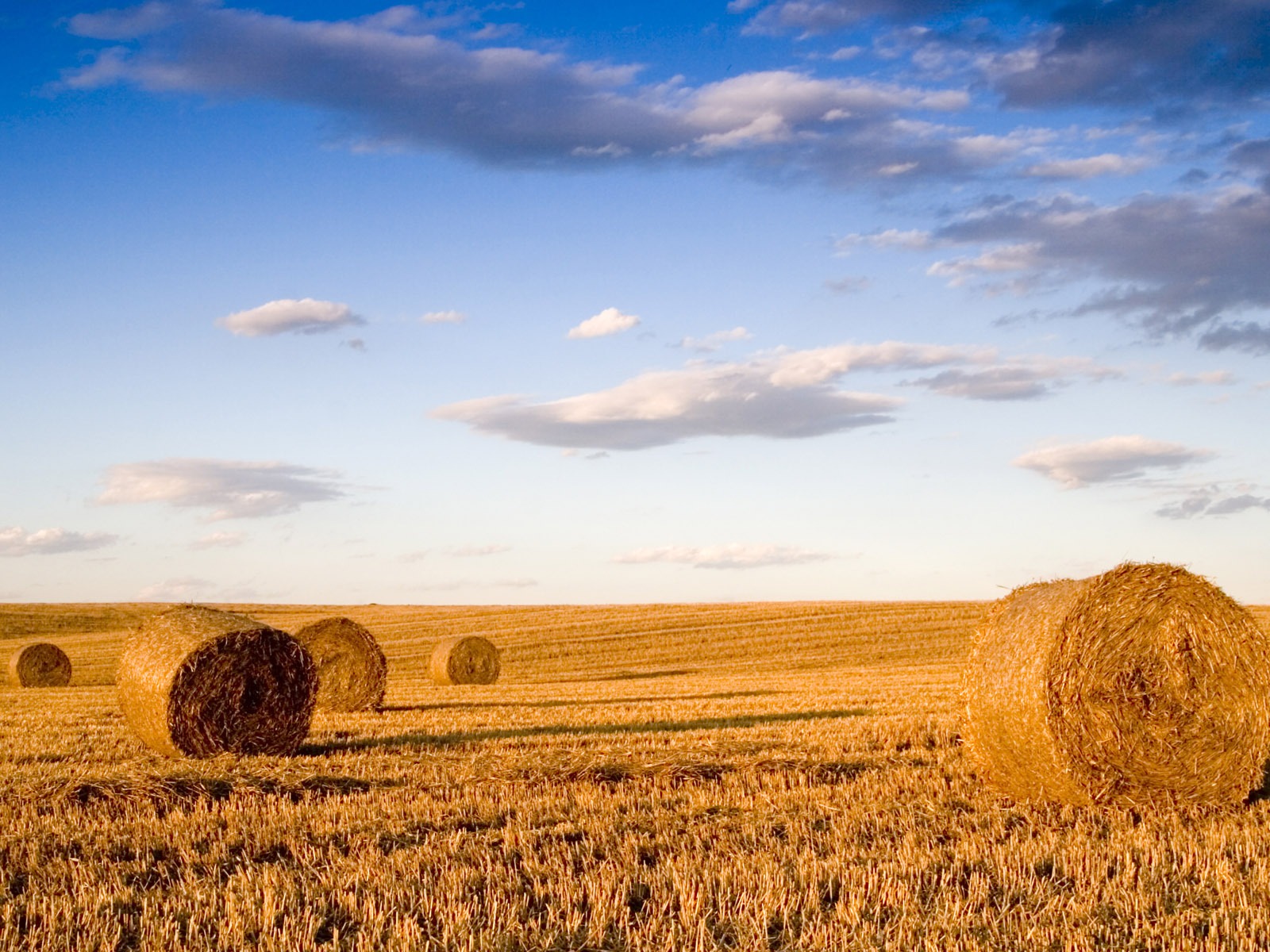 Wheat wallpaper (3) #6 - 1600x1200