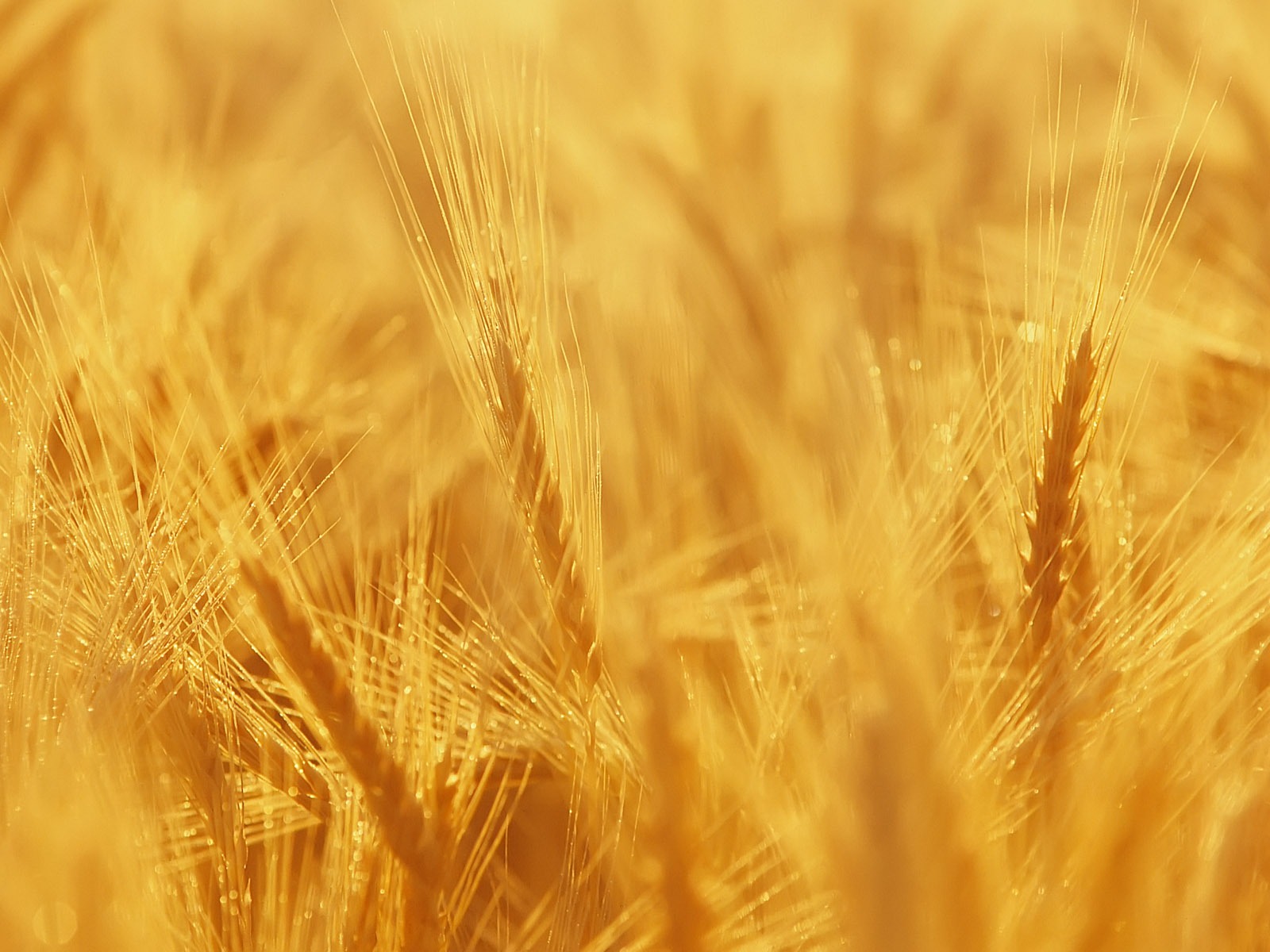 Fond d'écran du blé (3) #8 - 1600x1200
