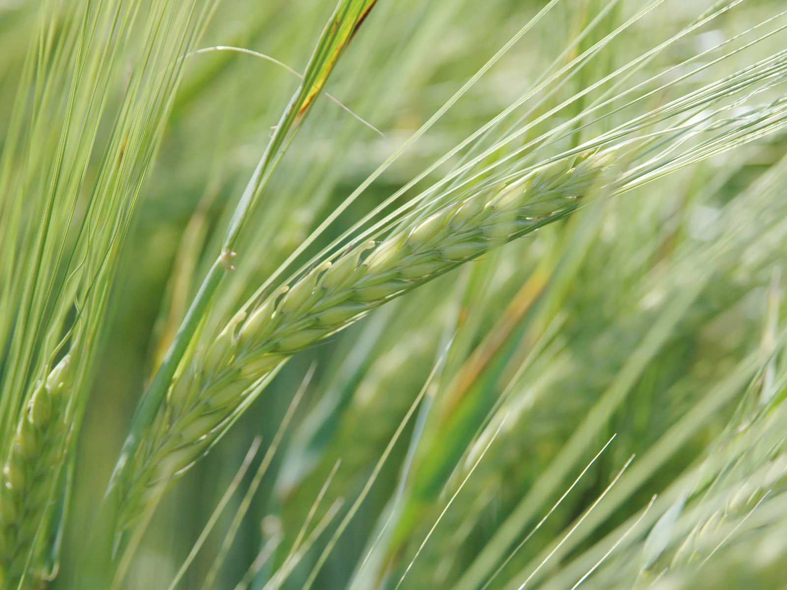 Fond d'écran du blé (3) #9 - 1600x1200
