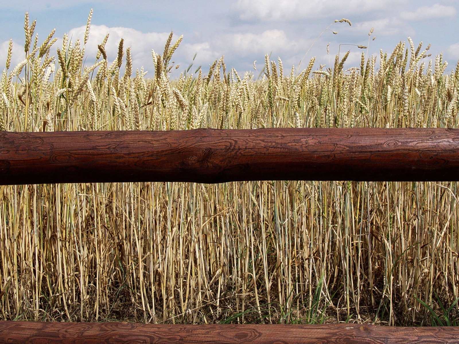 Wheat wallpaper (3) #11 - 1600x1200