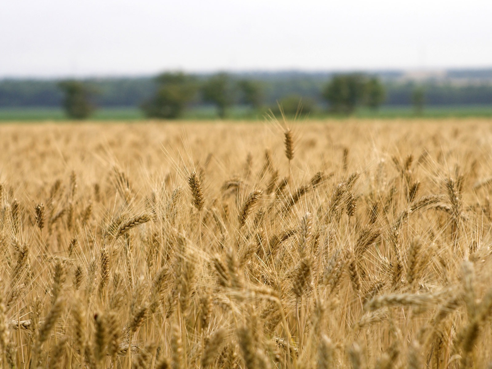 Wheat wallpaper (3) #13 - 1600x1200